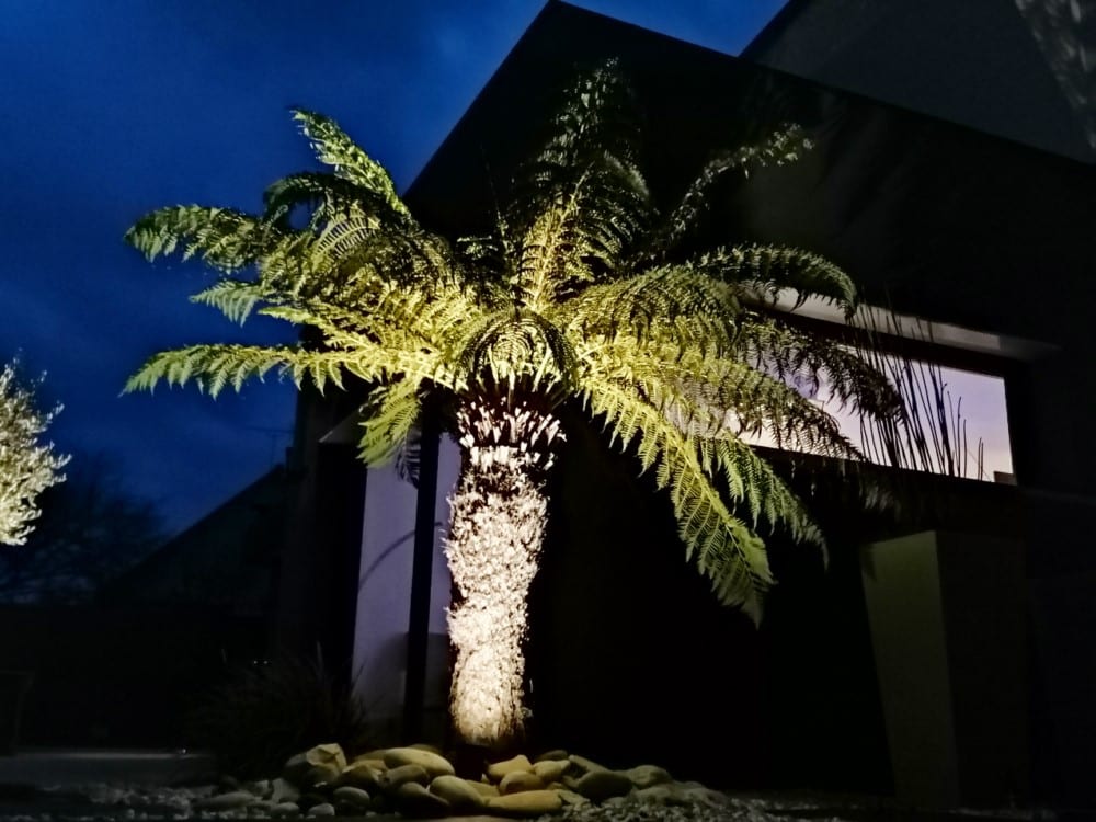 éclairage fougère arborescente éclairage fougère arborescente