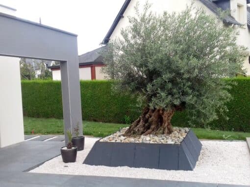 plantation olivier avec bac dalles de grés plantation olivier avec bac dalles de grés