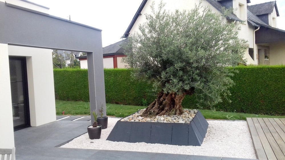 plantation olivier avec bac dalles de grés plantation olivier avec bac dalles de grés