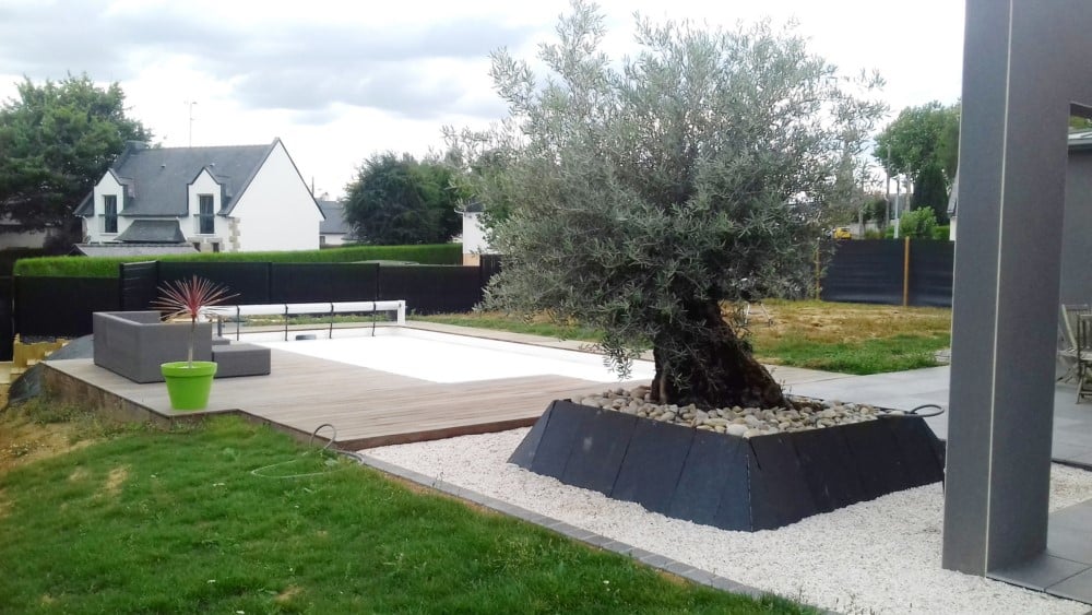 plantation olivier avec bac dalles de grés plantation olivier avec bac dalles de grés