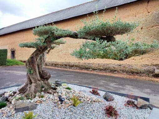 olivier nuage olivier nuage