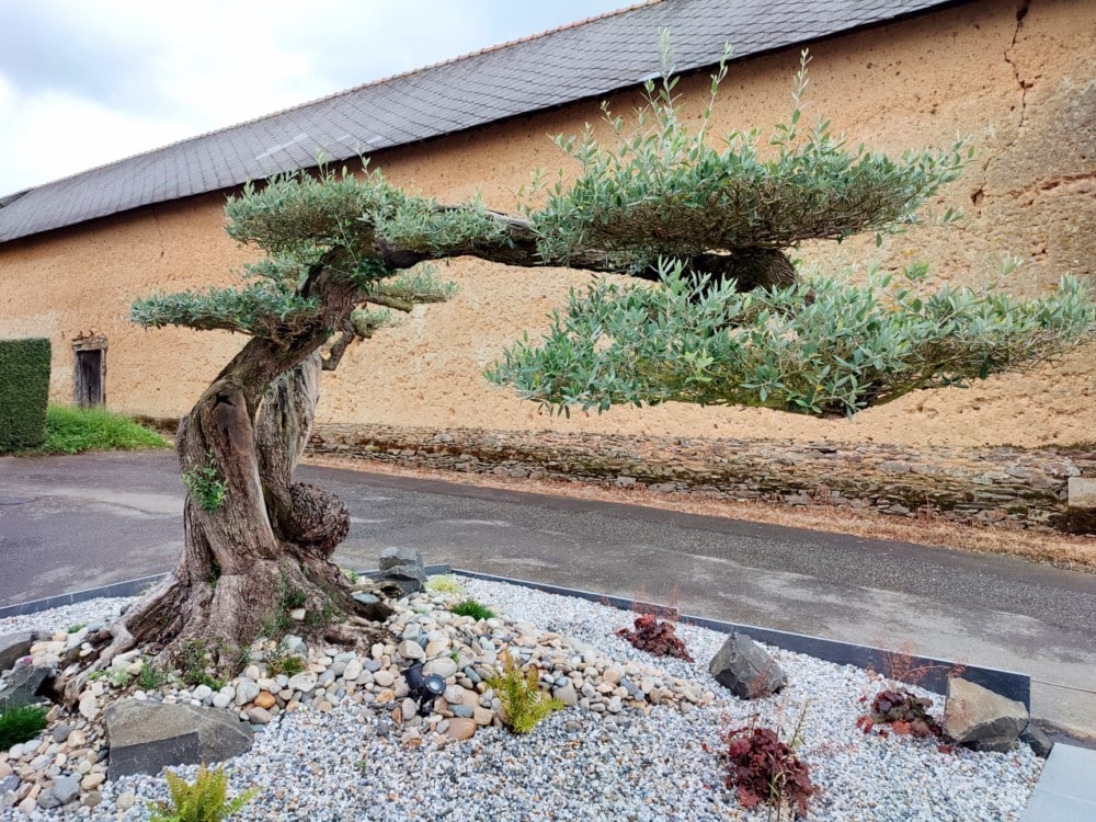 olivier nuage olivier nuage