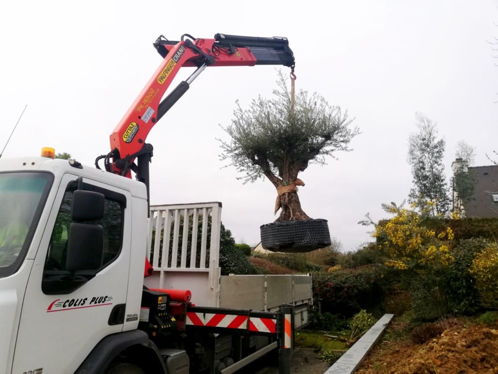 plantation d’un olivier en cours plantation d'un olivier en cours