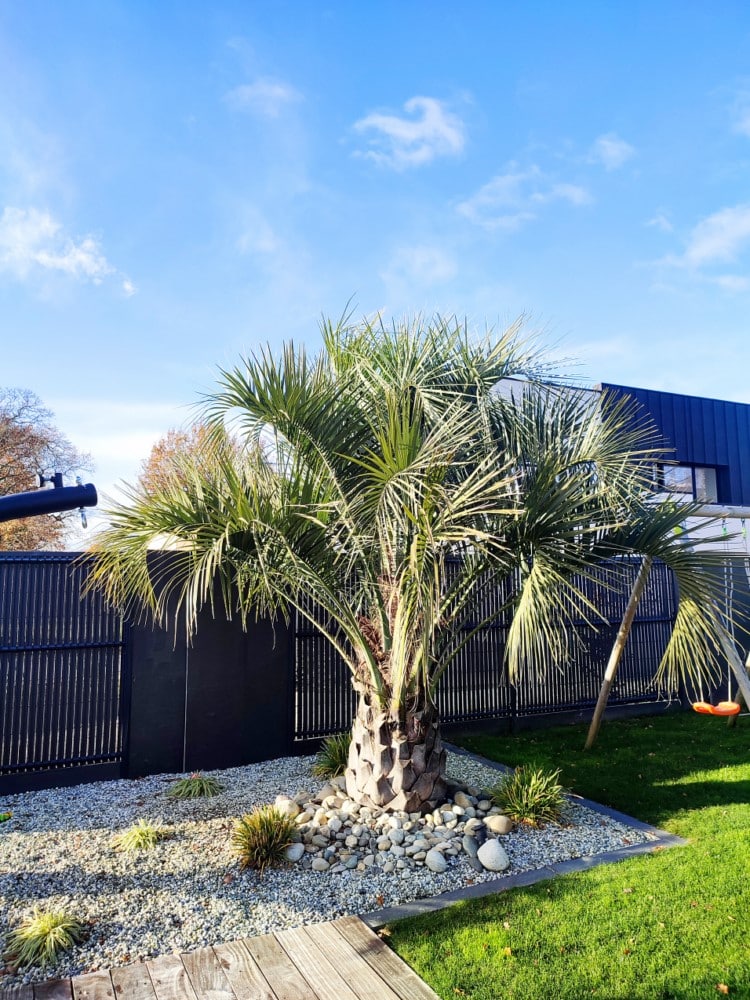 plantation butia gros sujet plantation butia gros sujet