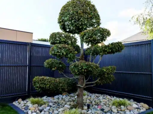 plantation charme nuage