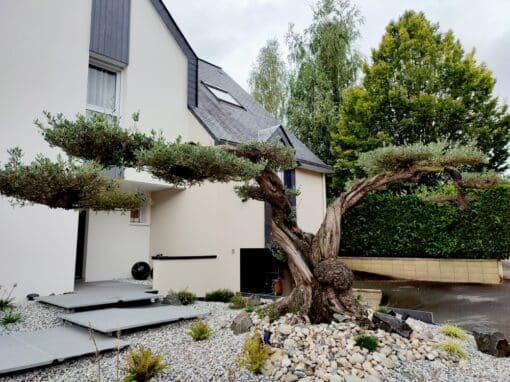 plantation olivier nuage plantation olivier nuage