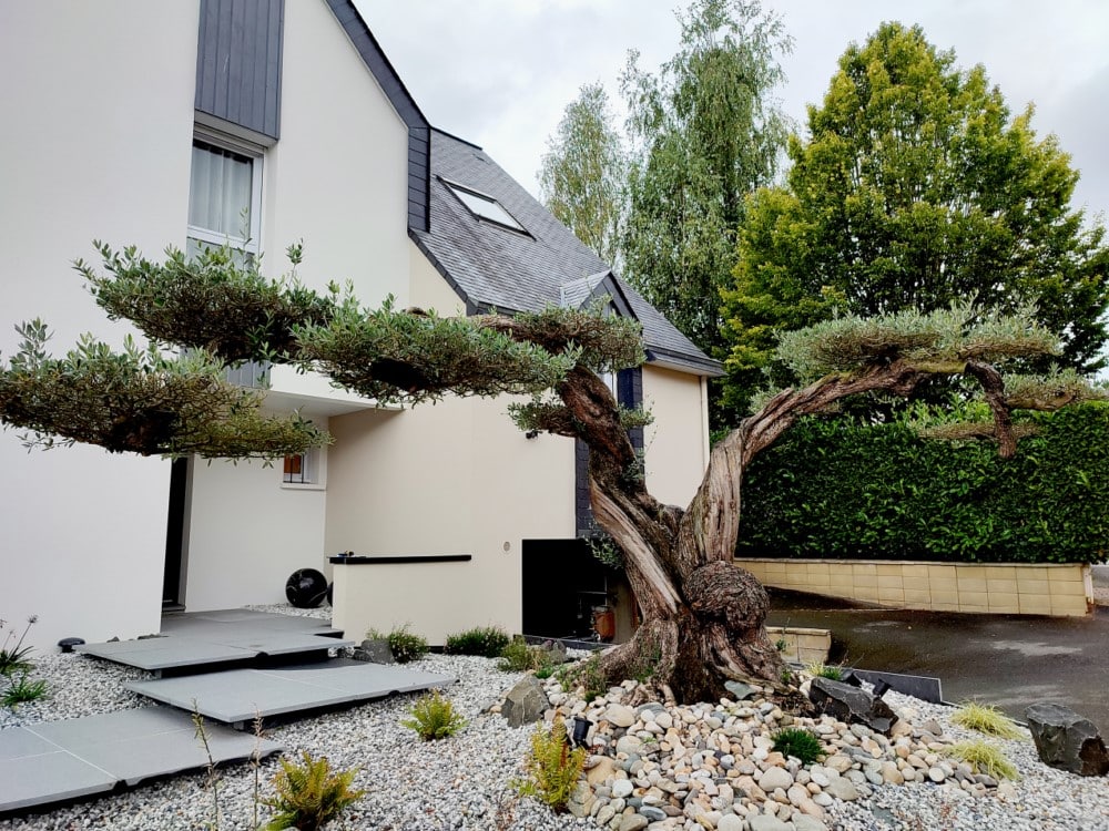 plantation olivier nuage plantation olivier nuage