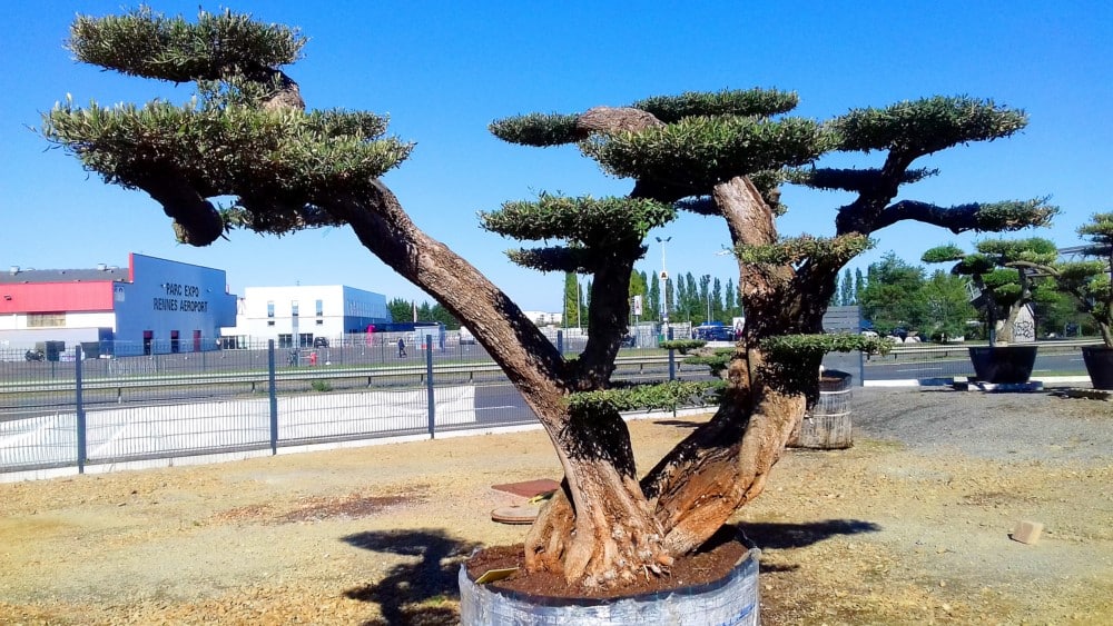 olivier nuage olivier nuage