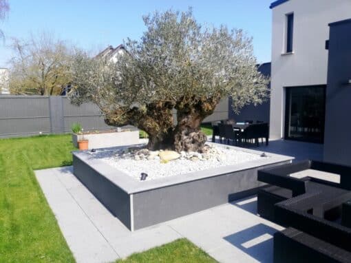 Olivier gros sujet bac dalles d'ardoise Olivier gros sujet bac dalles d'ardoise