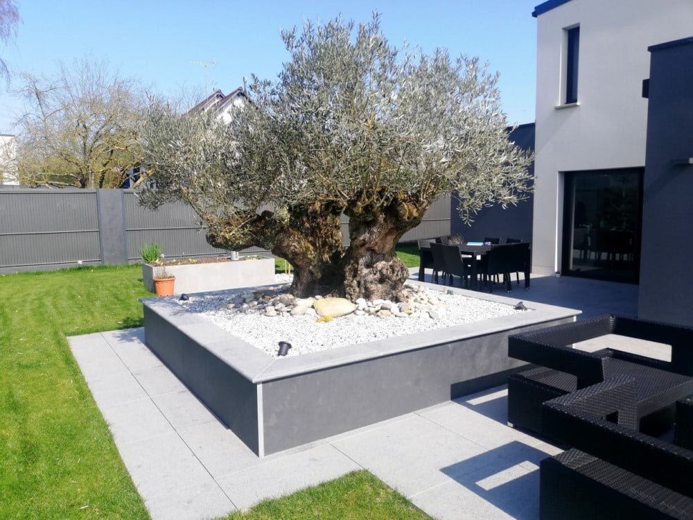 Olivier gros sujet bac dalles d’ardoise Olivier gros sujet bac dalles d'ardoise