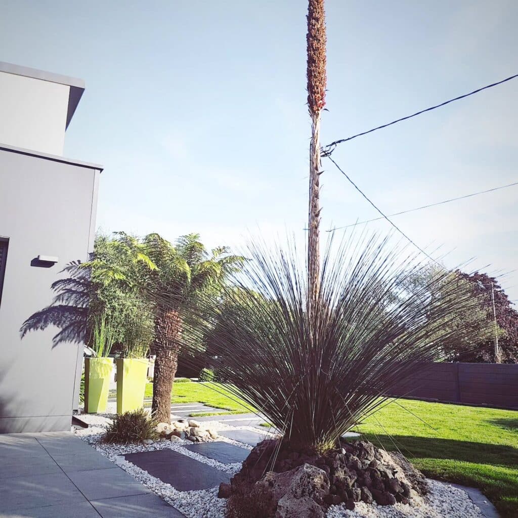 Dasylirion en fleur Dasylirion en fleur