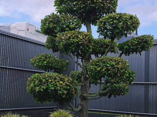 plantation charme nuage plantation charme nuage