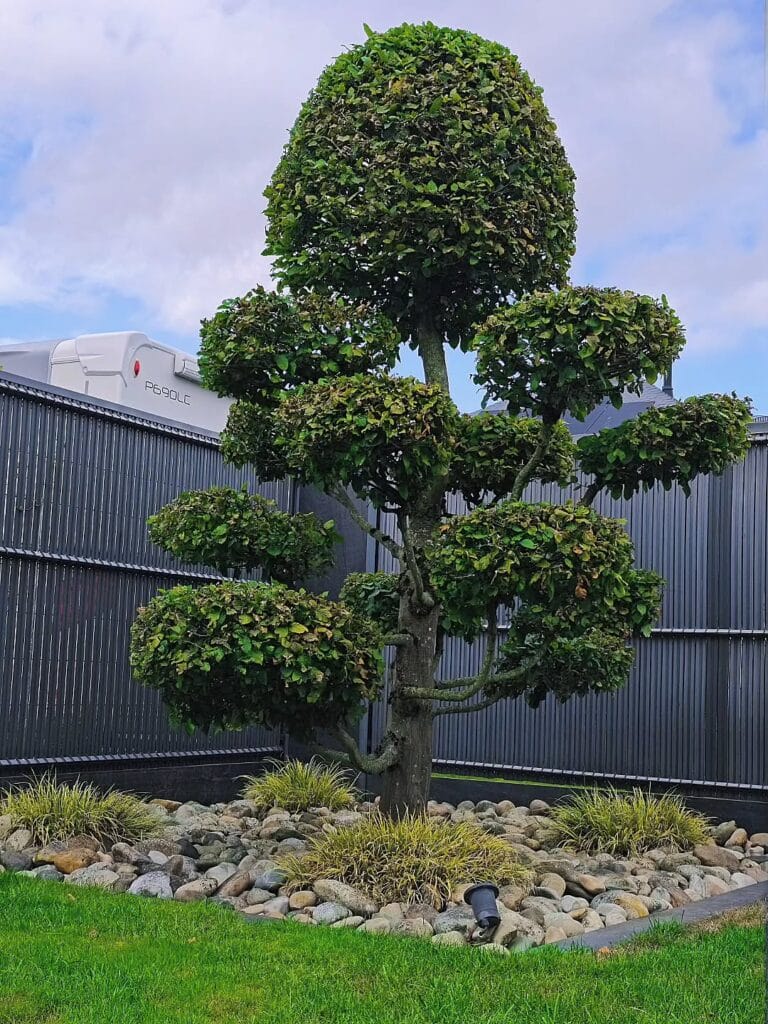 plantation charme nuage plantation charme nuage