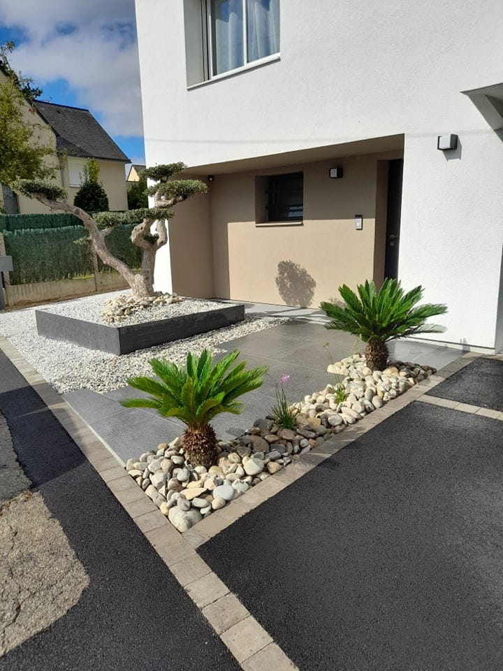 Massif cycas et olivier